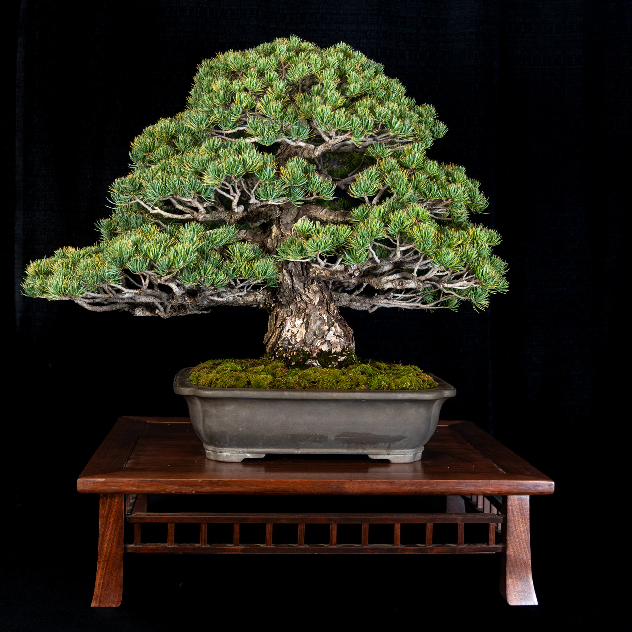 Japanese White Pine, exhibited by Robert Mahler (Kifu Bonsai) at the NJBS 2026