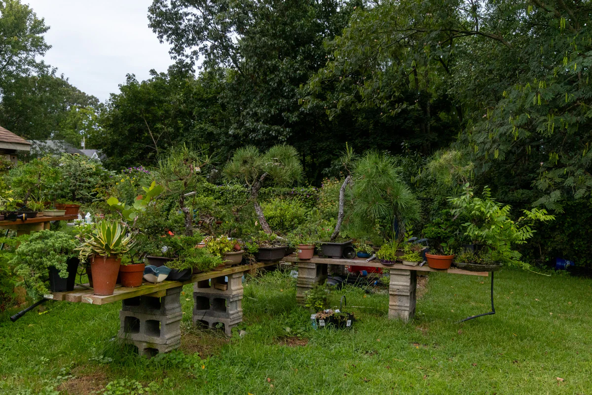 The benches, August 2025