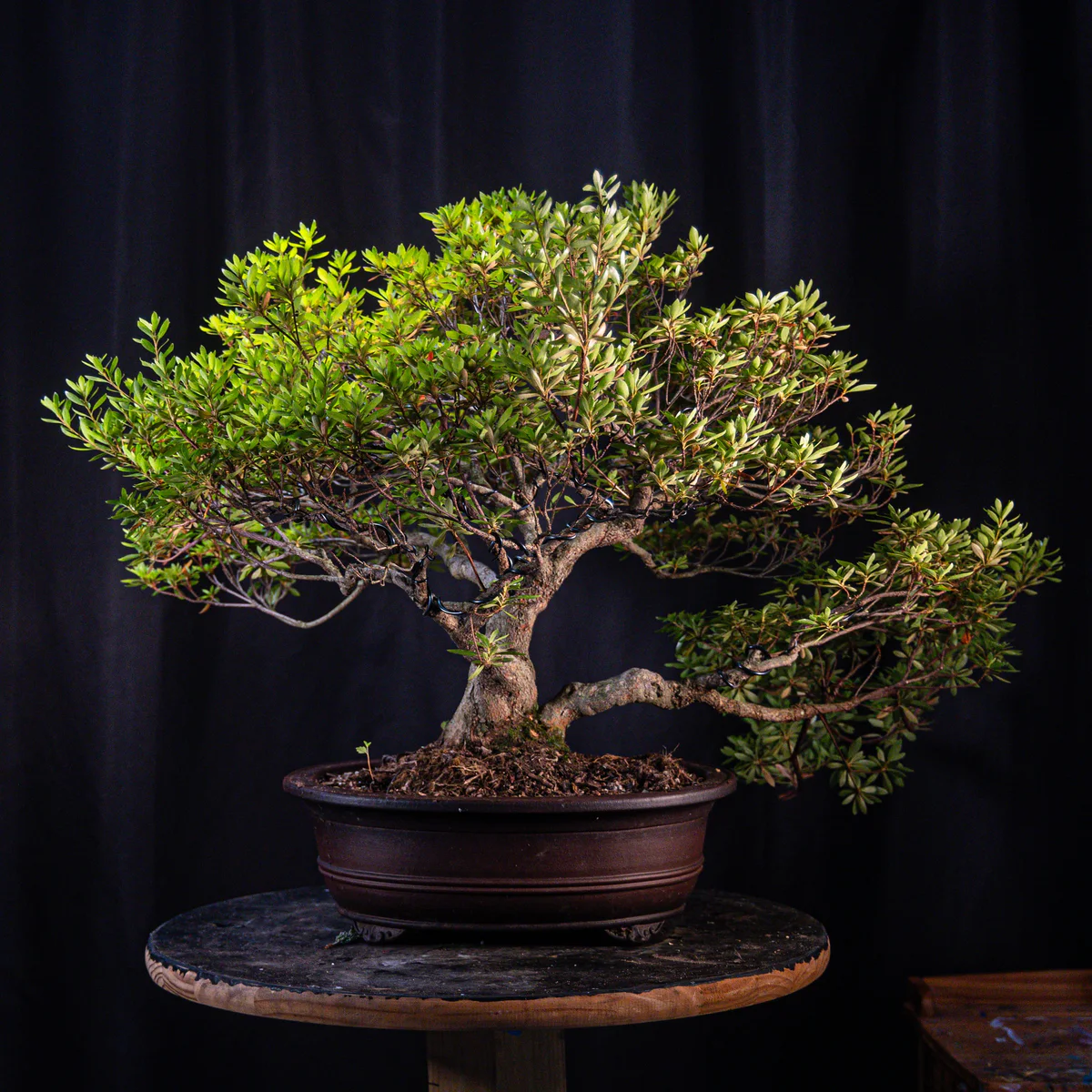 Azalea (Joe G) (August 2026)