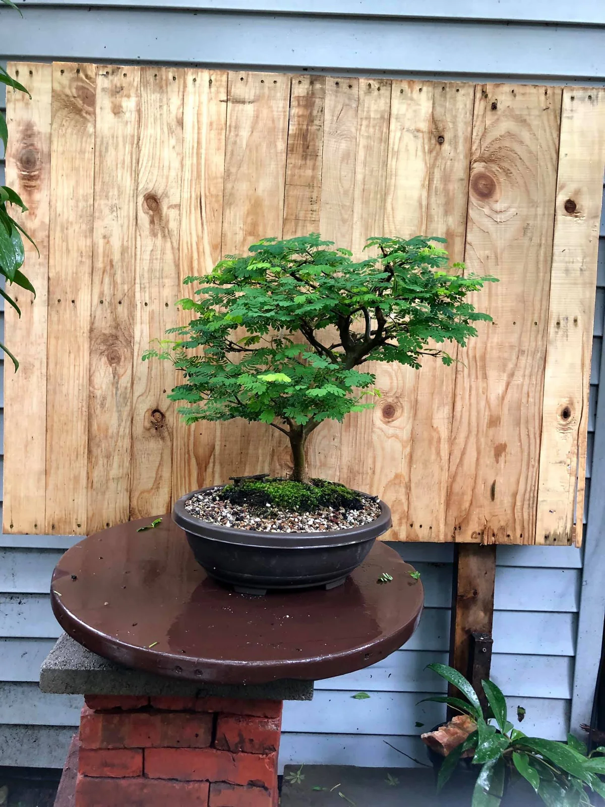 Brazilian Rain Tree (June 2019)