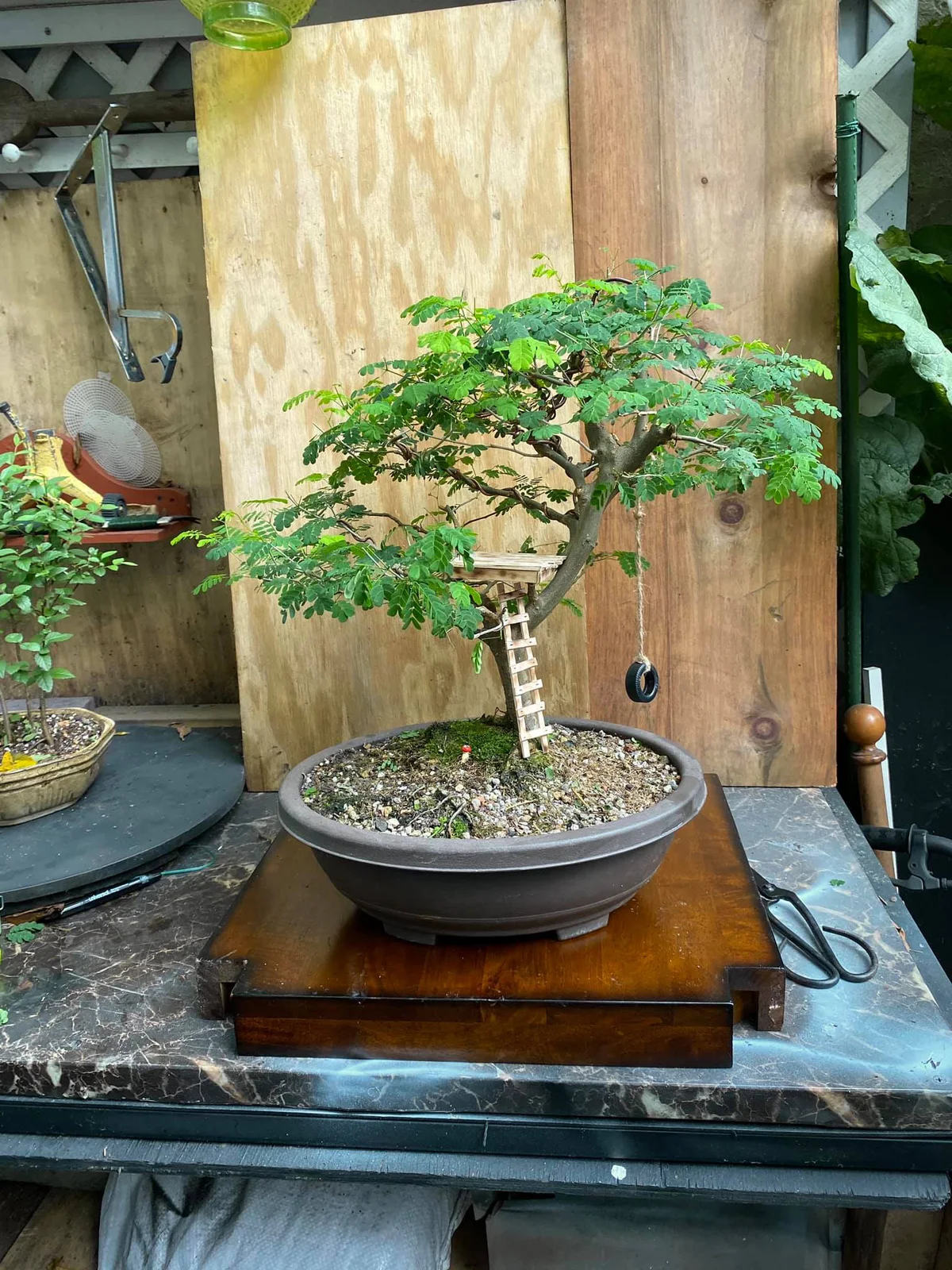 Brazilian Rain Tree (September 2020)