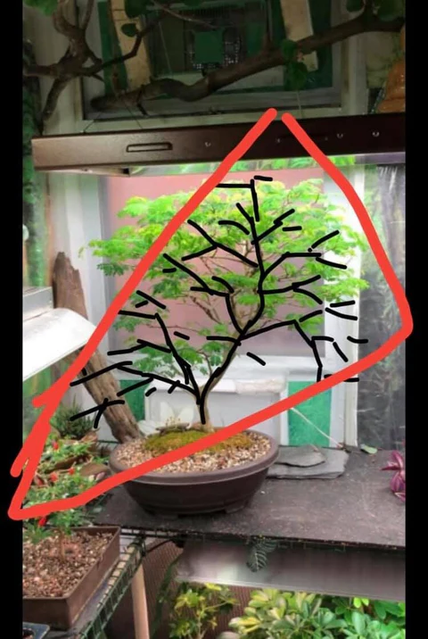 Brazilian Rain Tree, roadmap (October 2020)