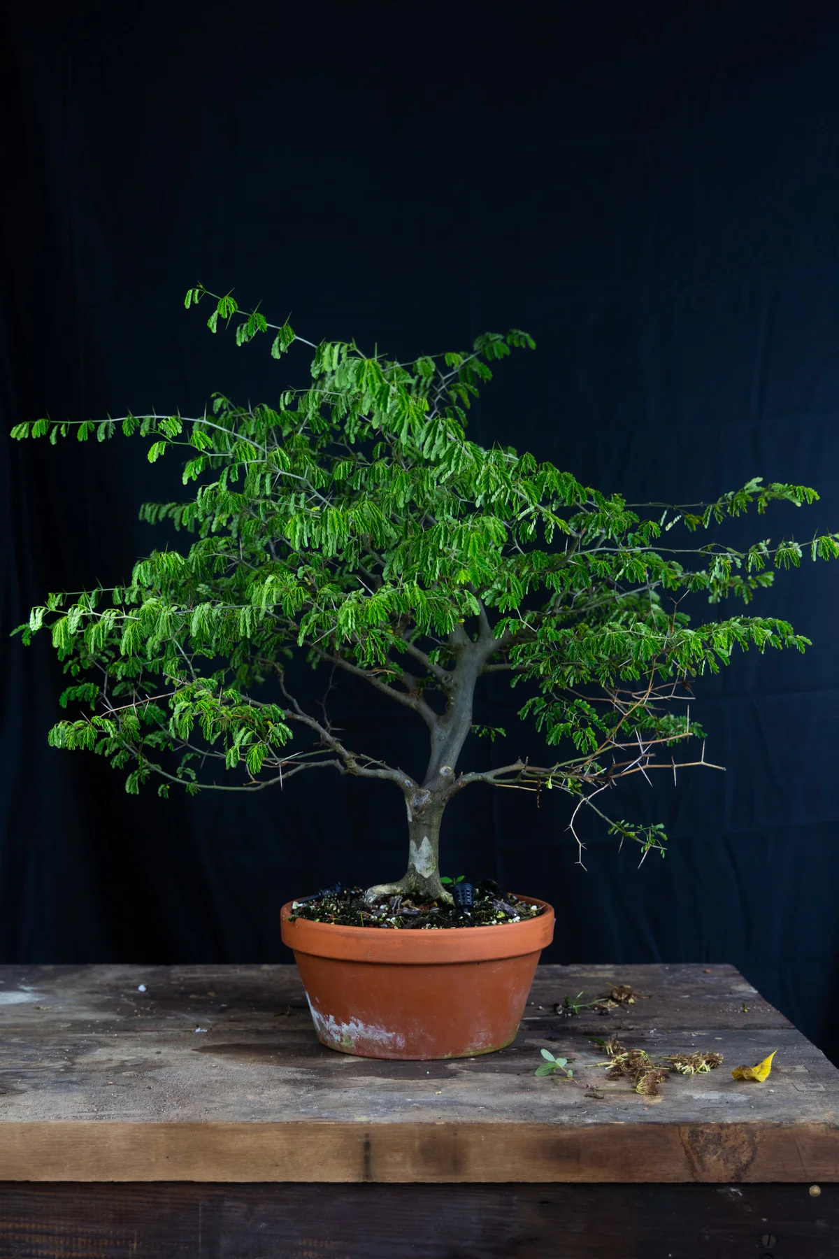 Brazilian Rain Tree (July 2024)