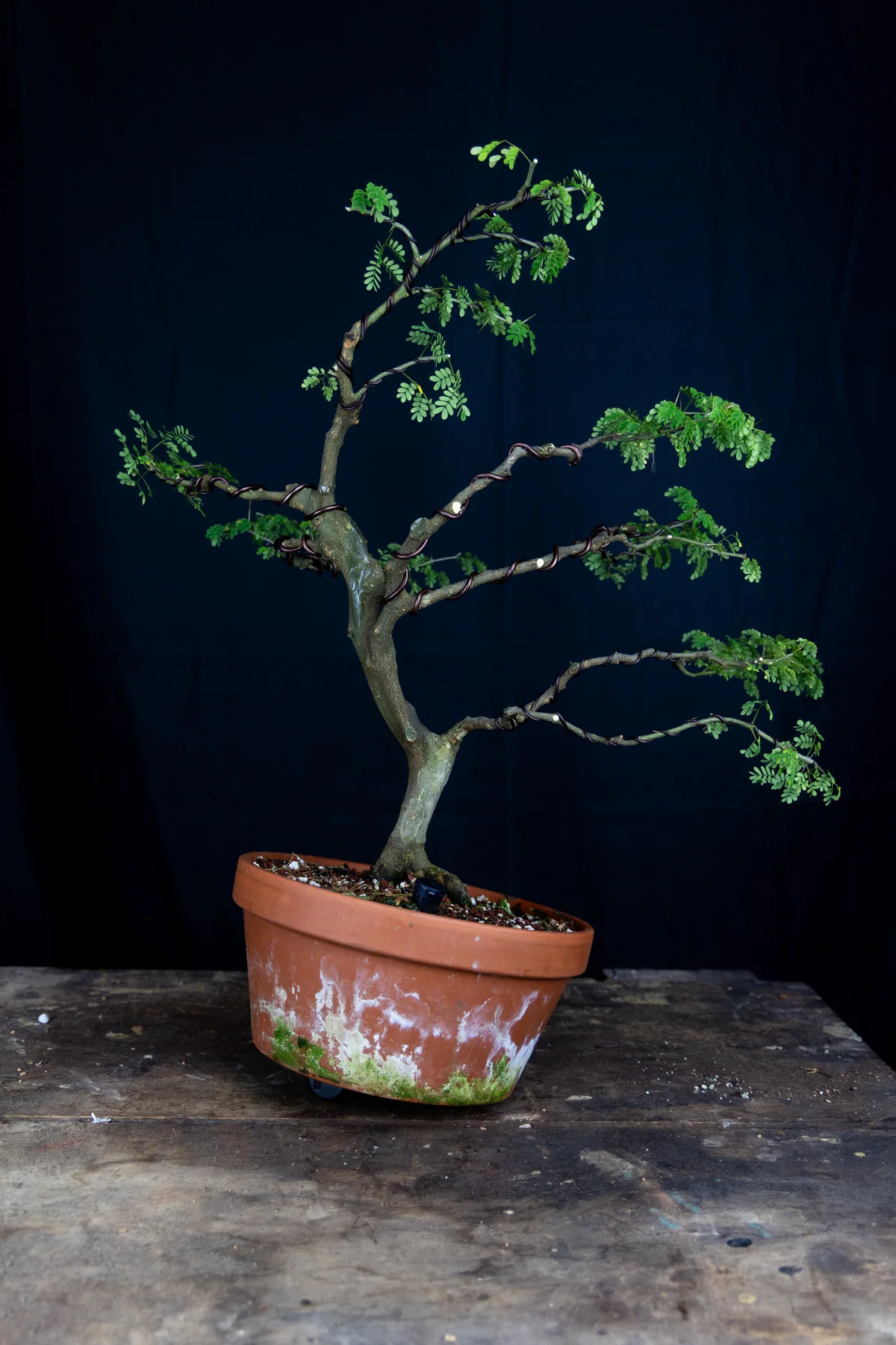 Brazilian Rain Tree (July 2024)