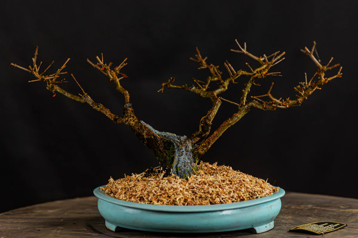 Chinese Privet, repot, March 2026