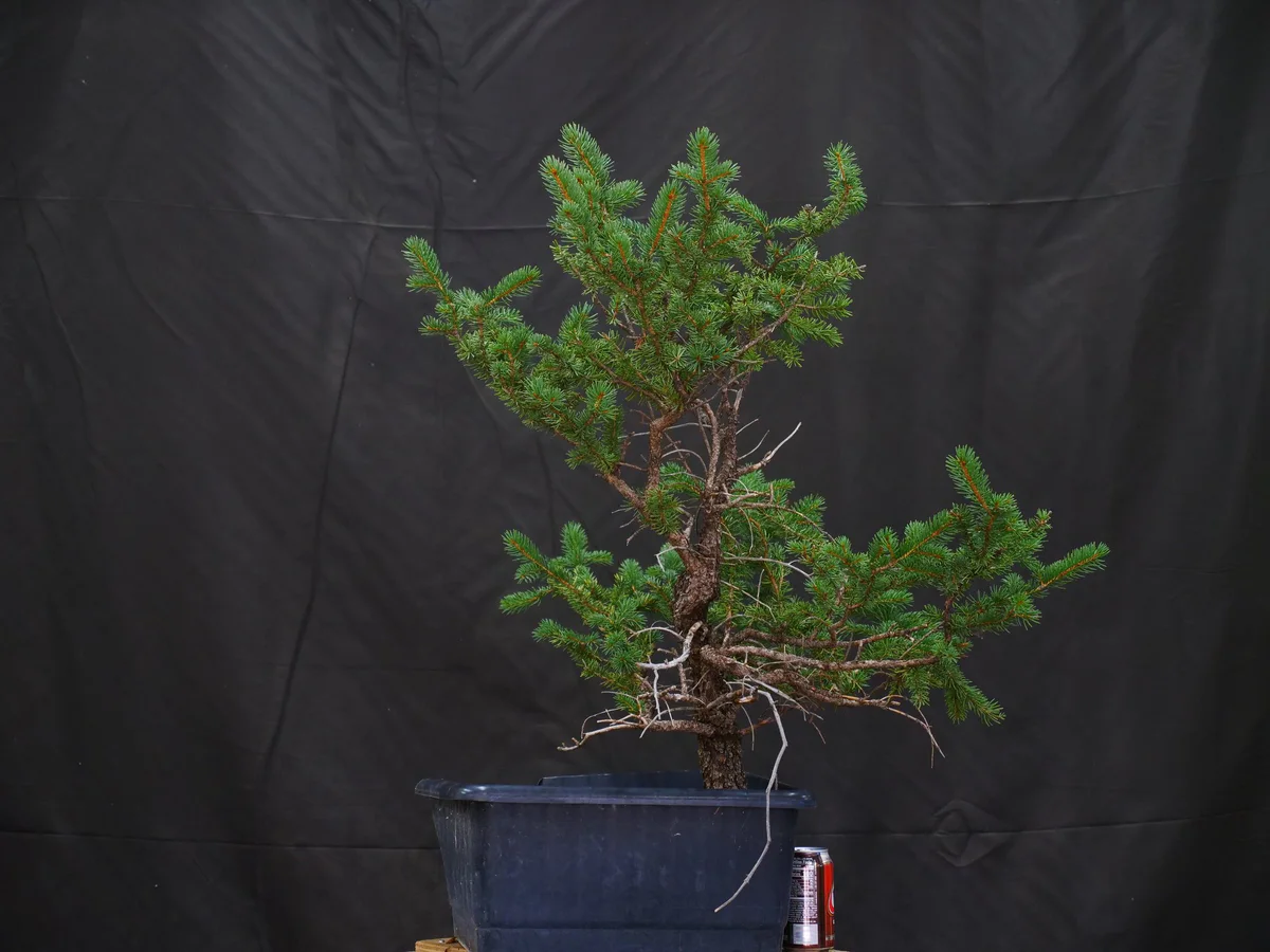 Colorado Blue Spruce