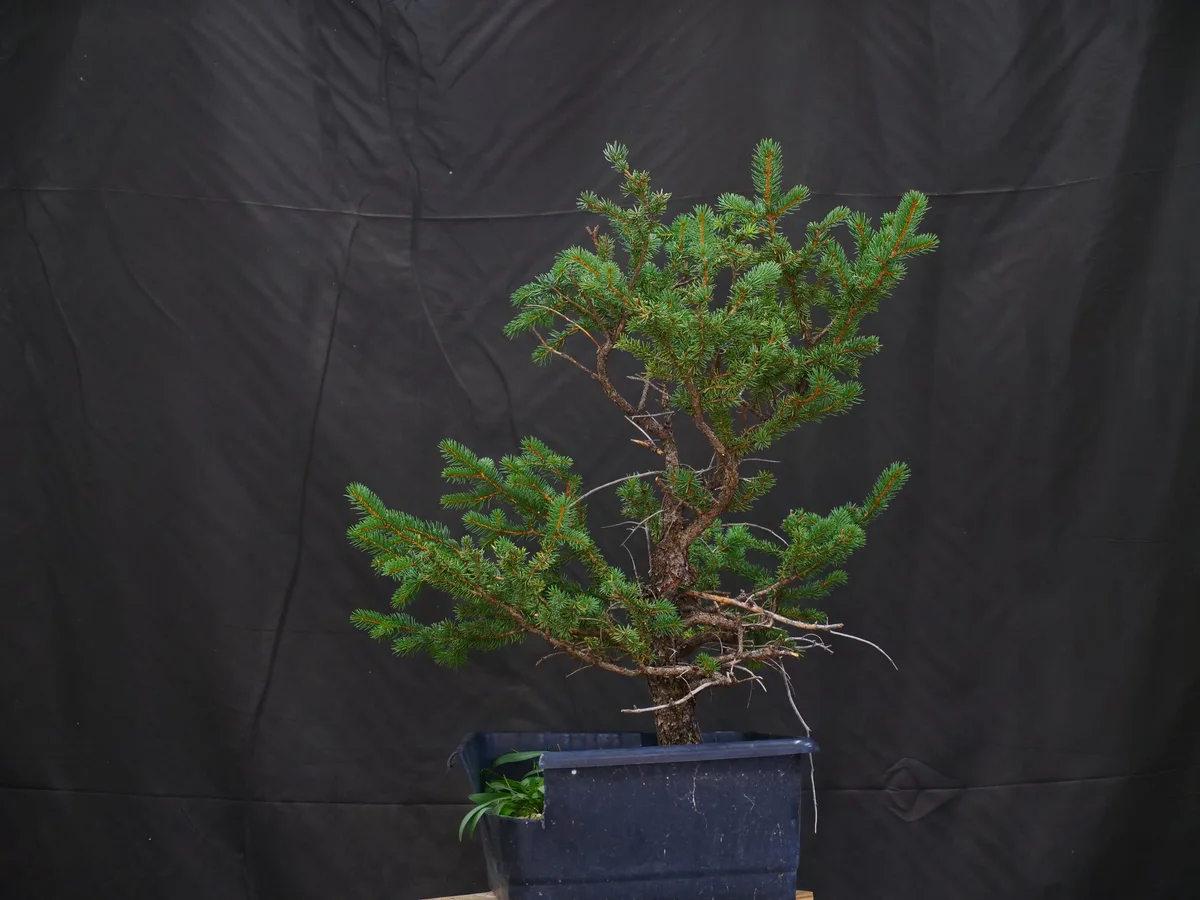 Colorado Blue Spruce