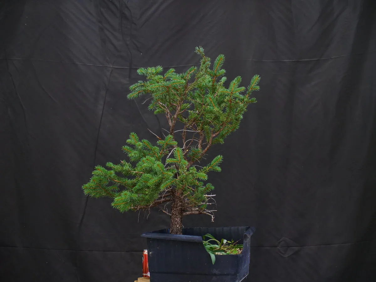 Colorado Blue Spruce