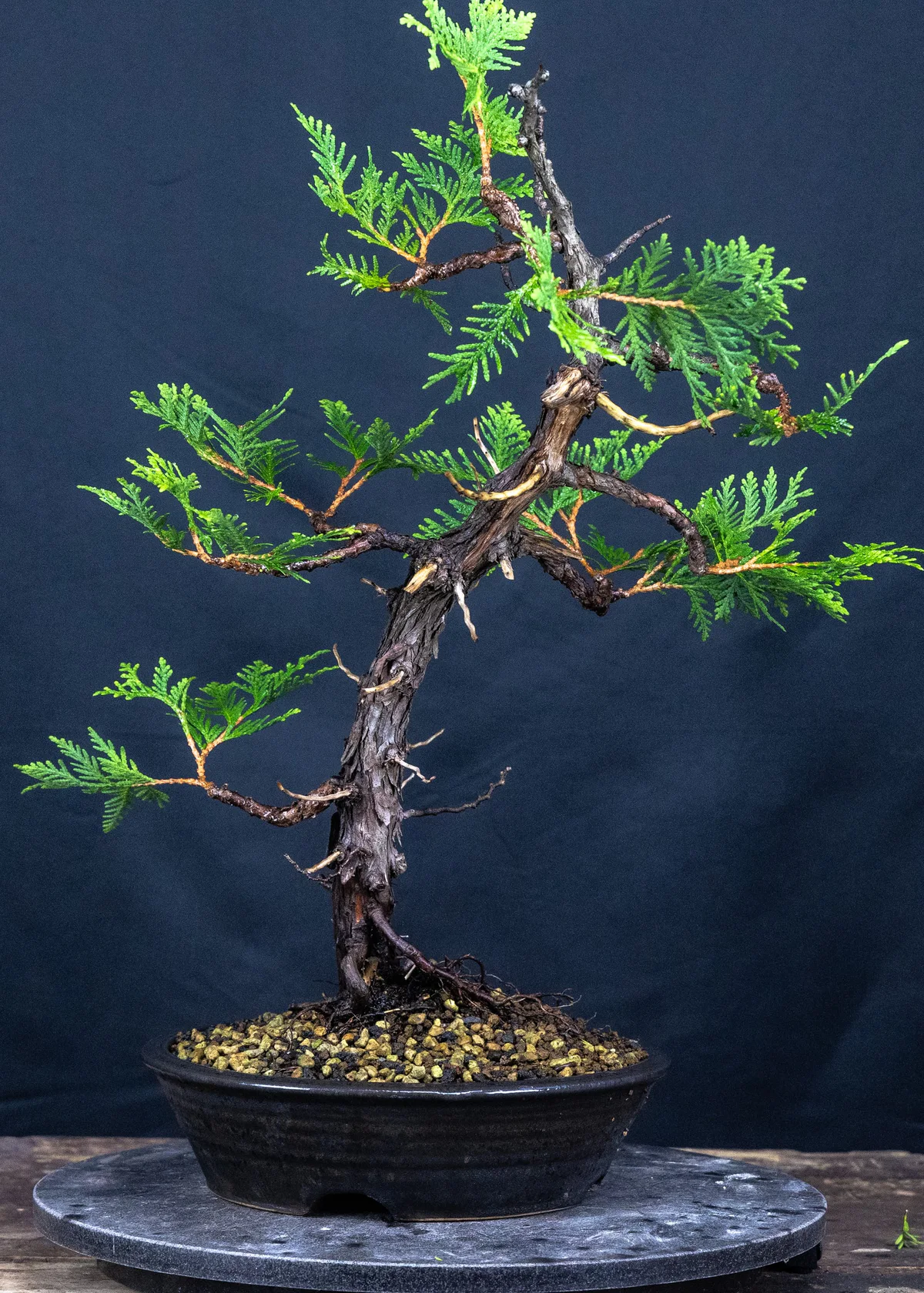 Eastern White Cedar (August 2024)