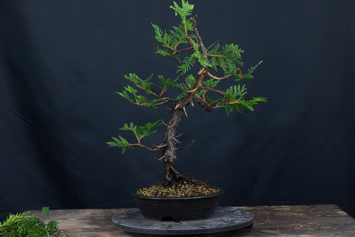 Eastern White Cedar (August 2024)