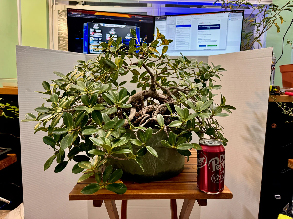 Ficus (January 2024)
