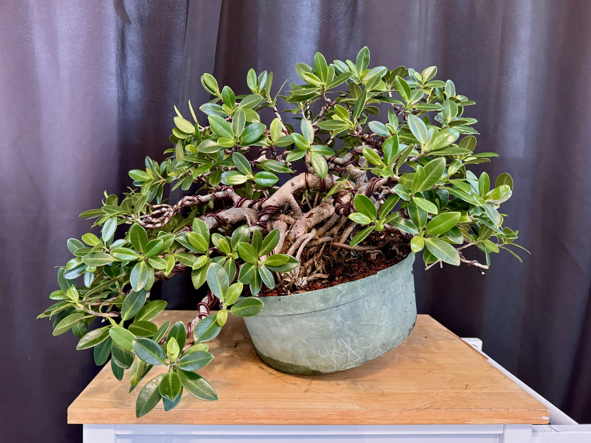Ficus (March 2024)