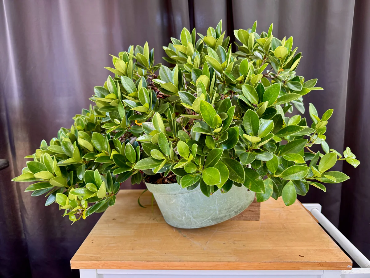 Ficus (June 2024)