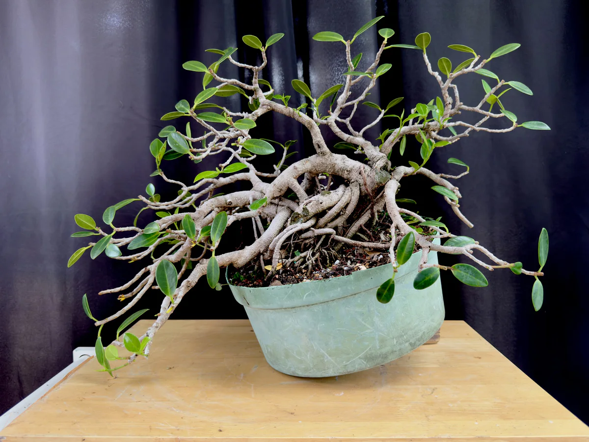 Ficus (June 2024)