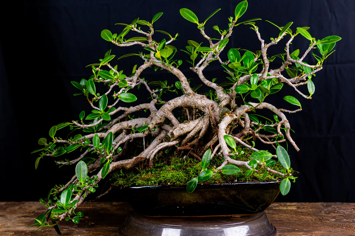 Ficus (July 2024)
