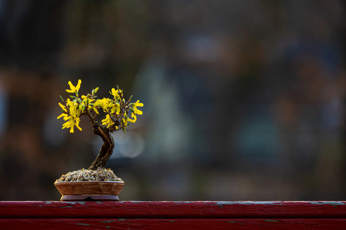 Forsythia (March 2026)