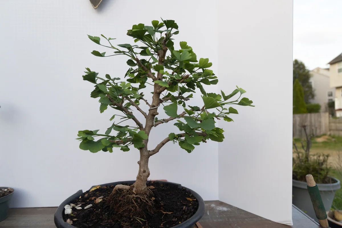 Ginkgo (June 2023)