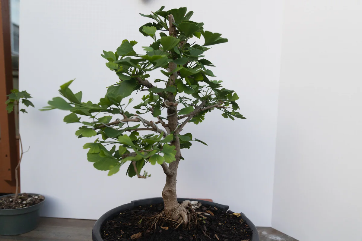 Ginkgo (June 2023)