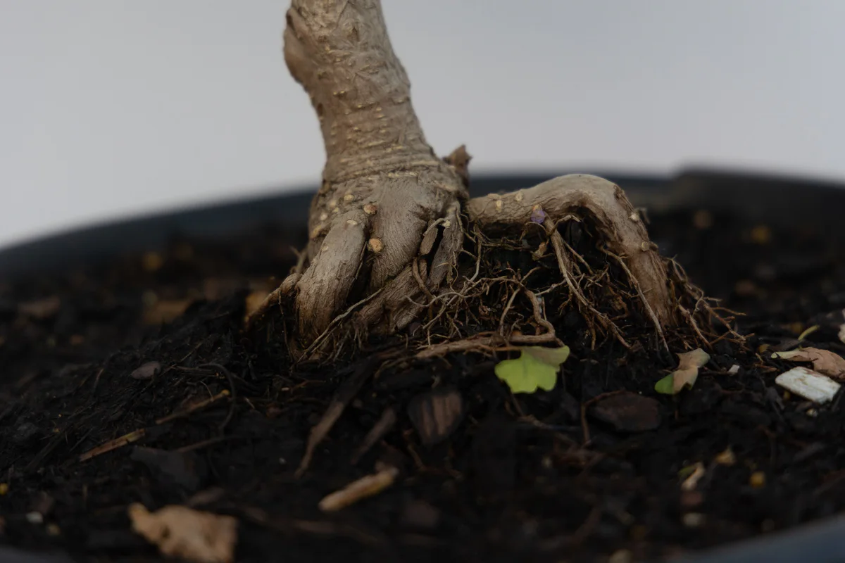 Ginkgo, root flare (June 2023)