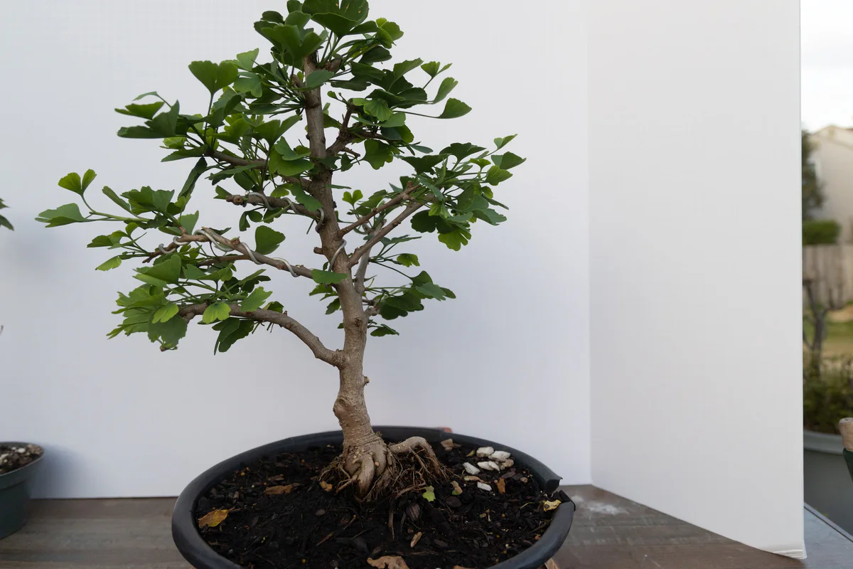 Ginkgo (June 2023)