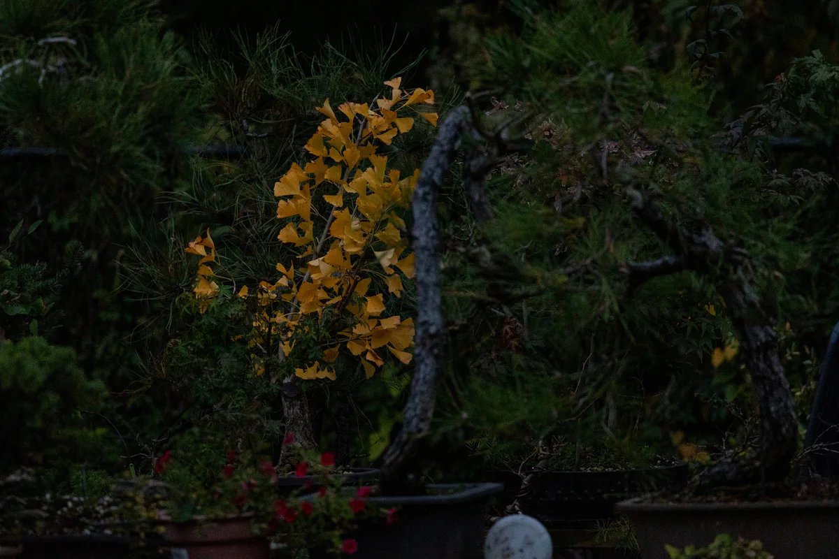 Ginkgo, fall colour, October 2025 (Fall 2025)