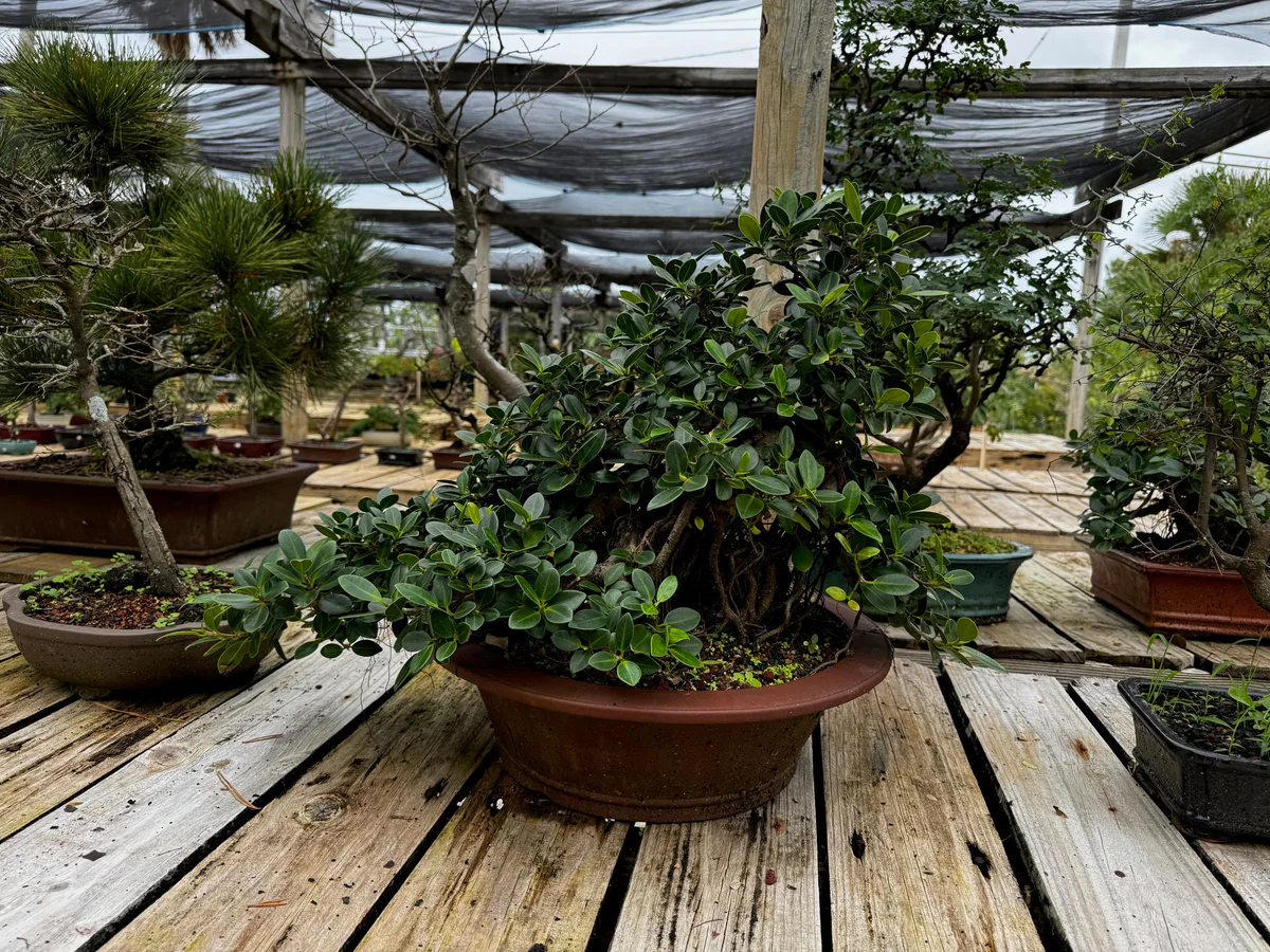 Green Island Ficus (December 2024)