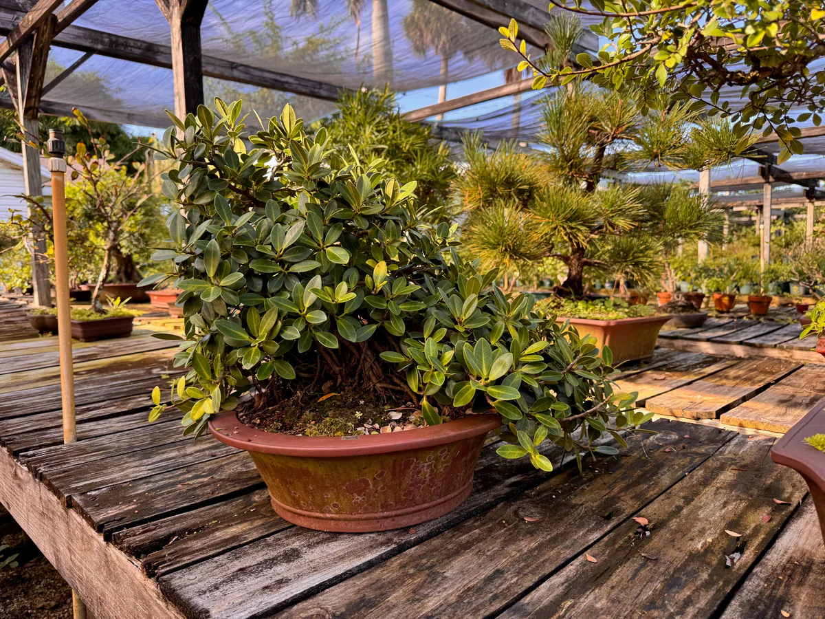 Green Island Ficus (August 2025)