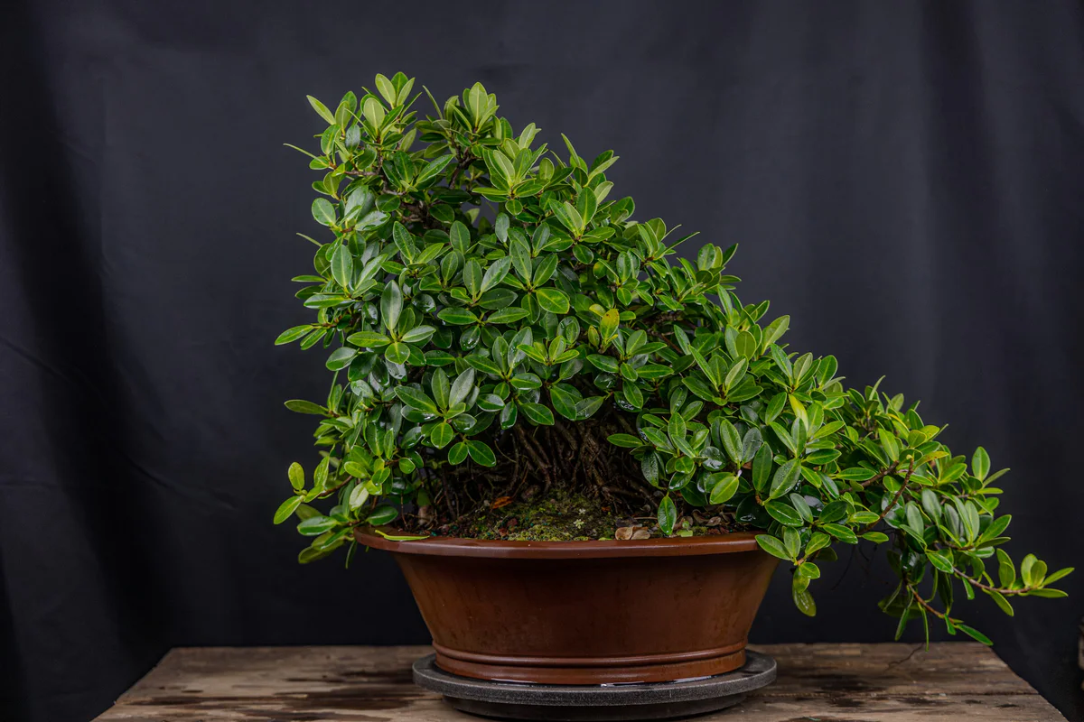Green Island Ficus (August 2025)