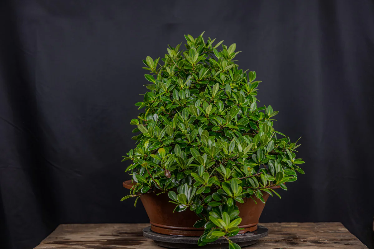 Green Island Ficus (August 2025)