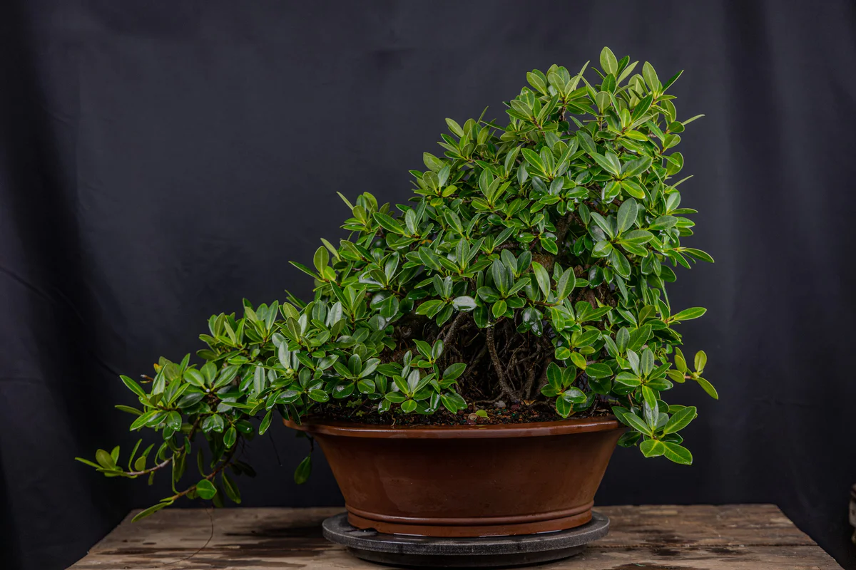Green Island Ficus (August 2025)