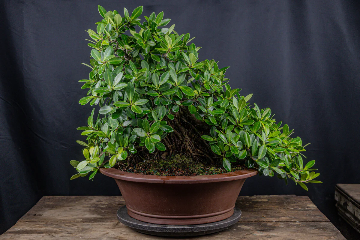 Green Island Ficus (August 2025)