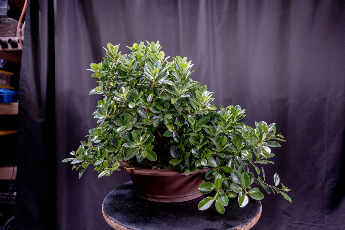 Green Island Ficus, before defoliation (July 2026)