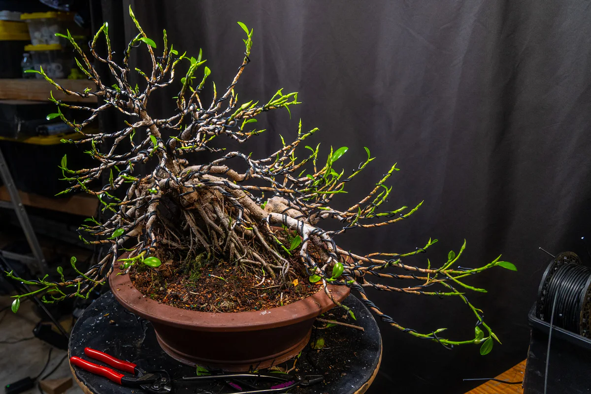 Green Island Ficus, after defoliation (July 2026)