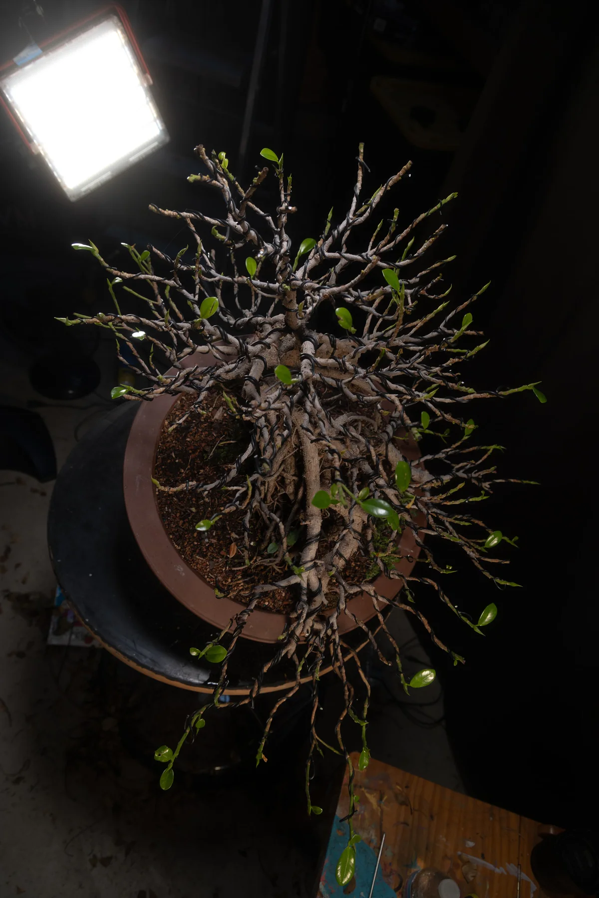 Green Island Ficus (July 2026)