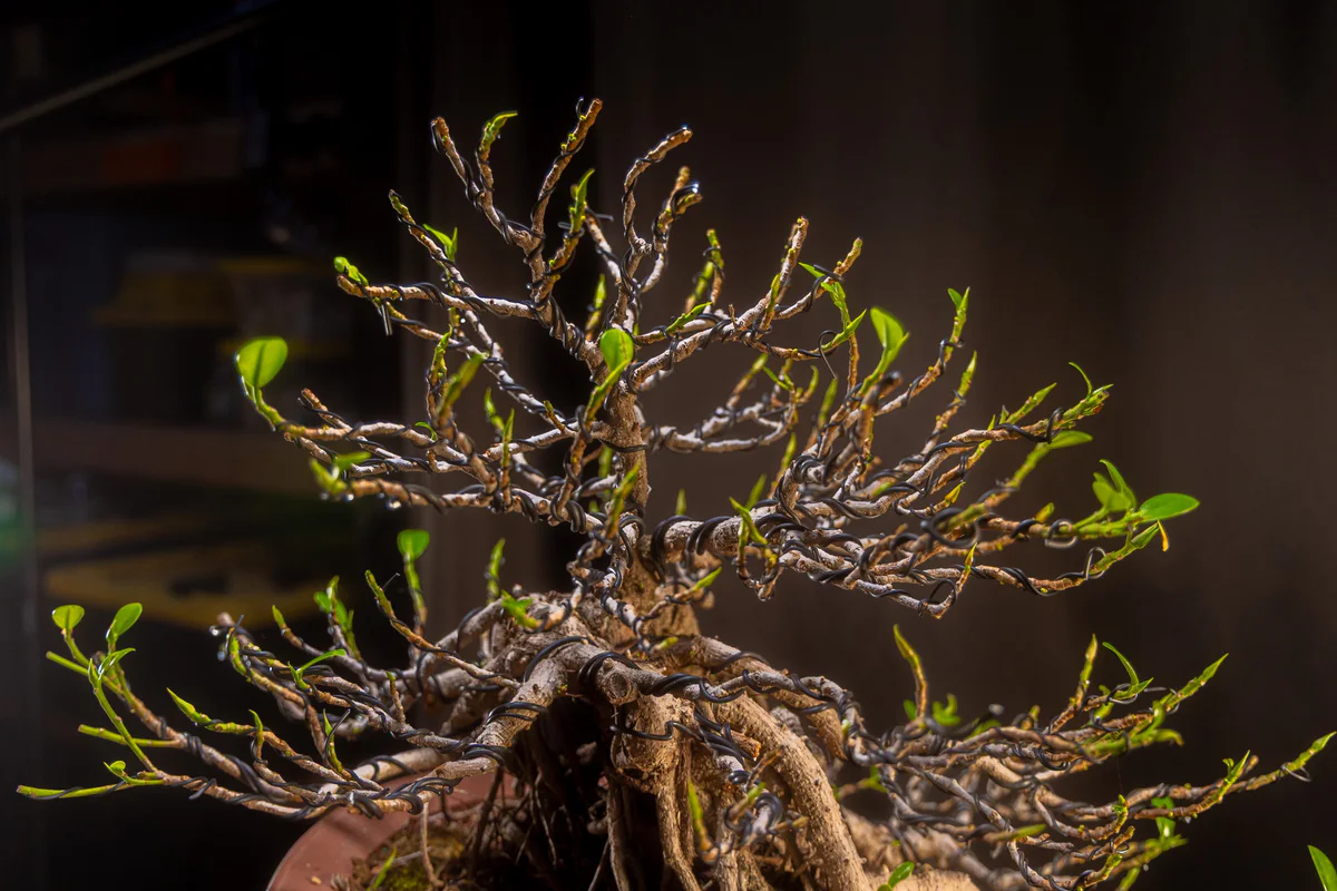Green Island Ficus (July 2026)