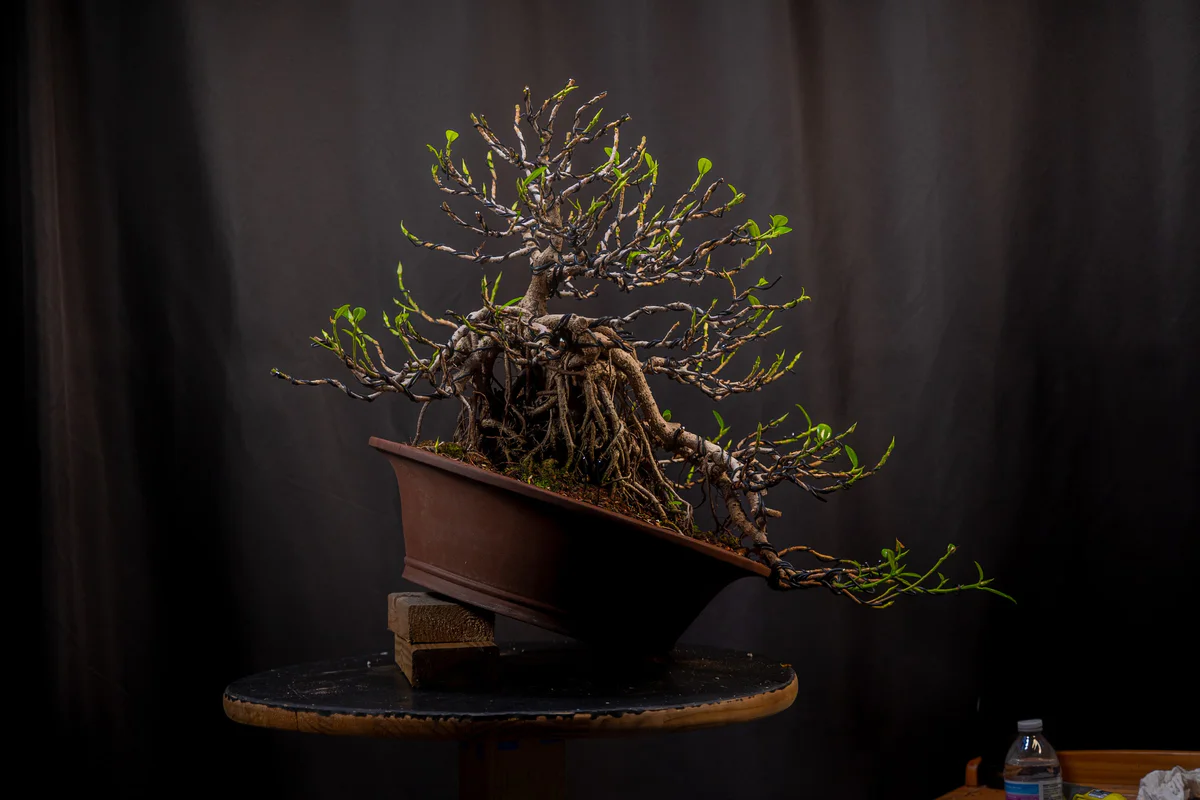 Green Island Ficus (July 2026)