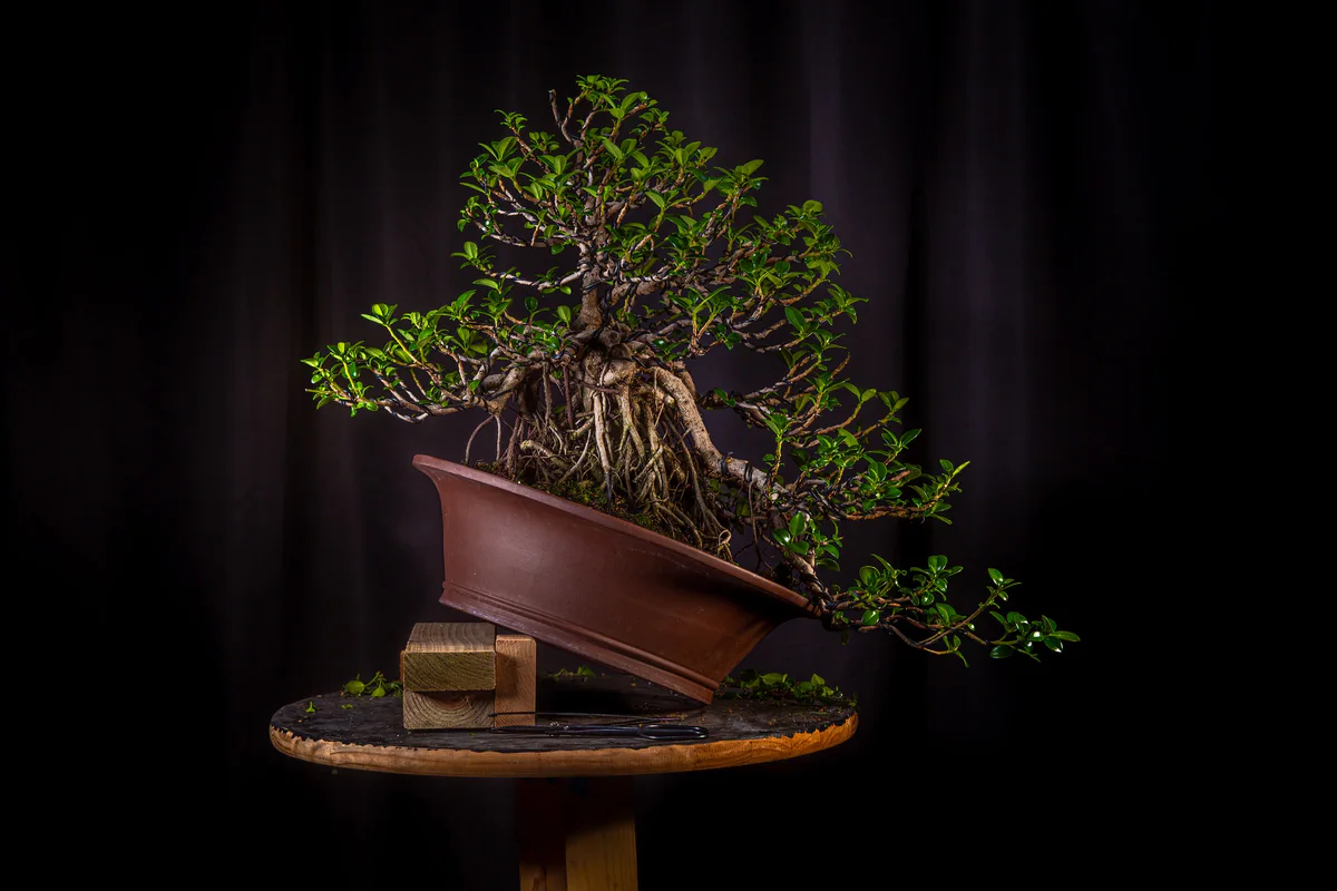 Green Island Ficus, after defoliation (August 2026)