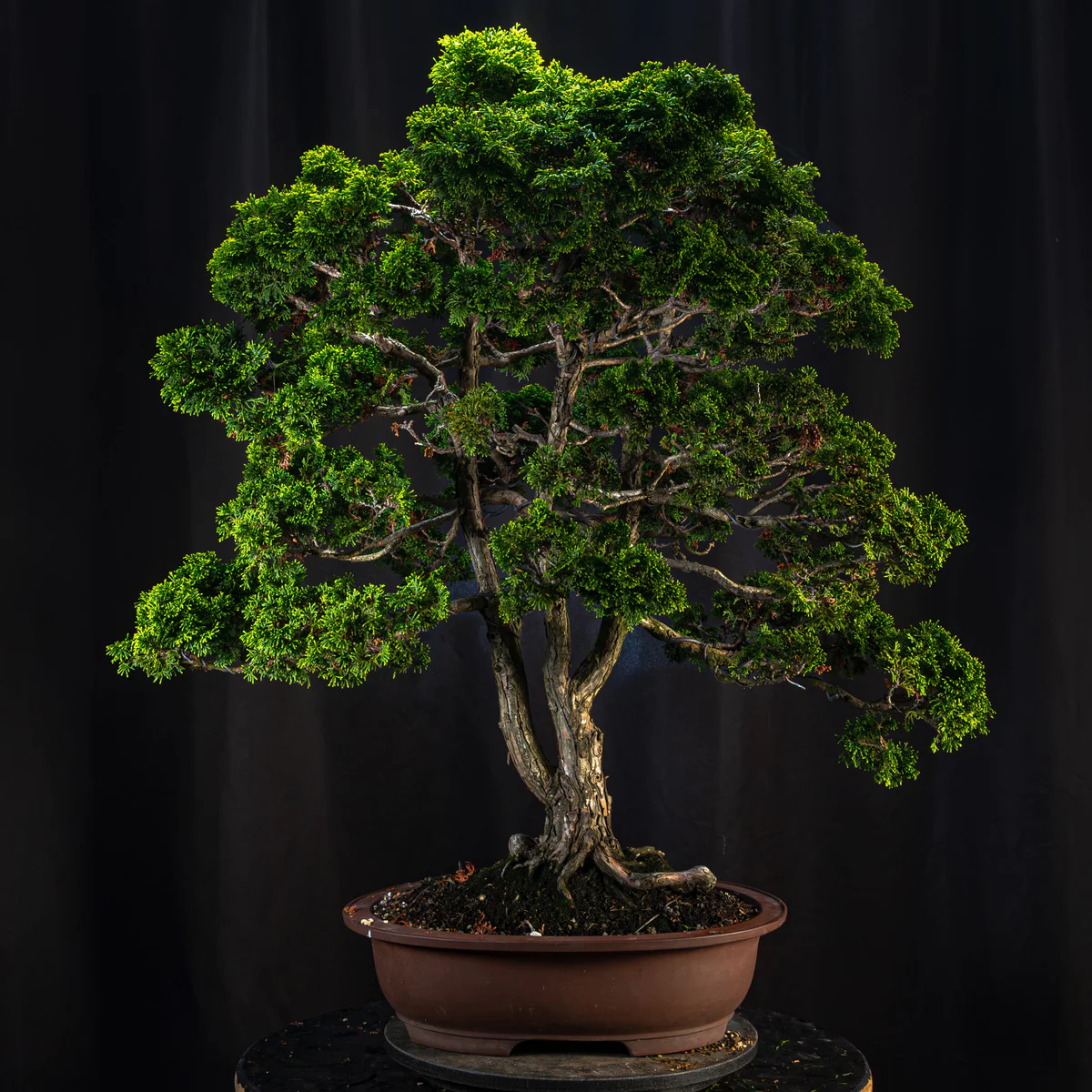 Hinoki Cypress (August 2026)