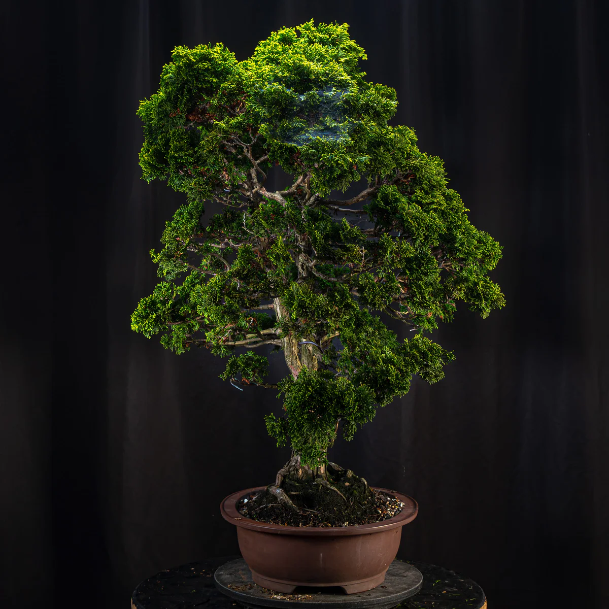 Hinoki Cypress (August 2026)