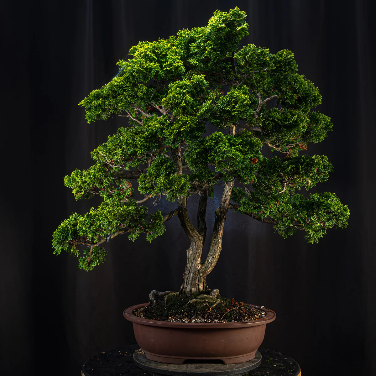 Hinoki Cypress (August 2026)