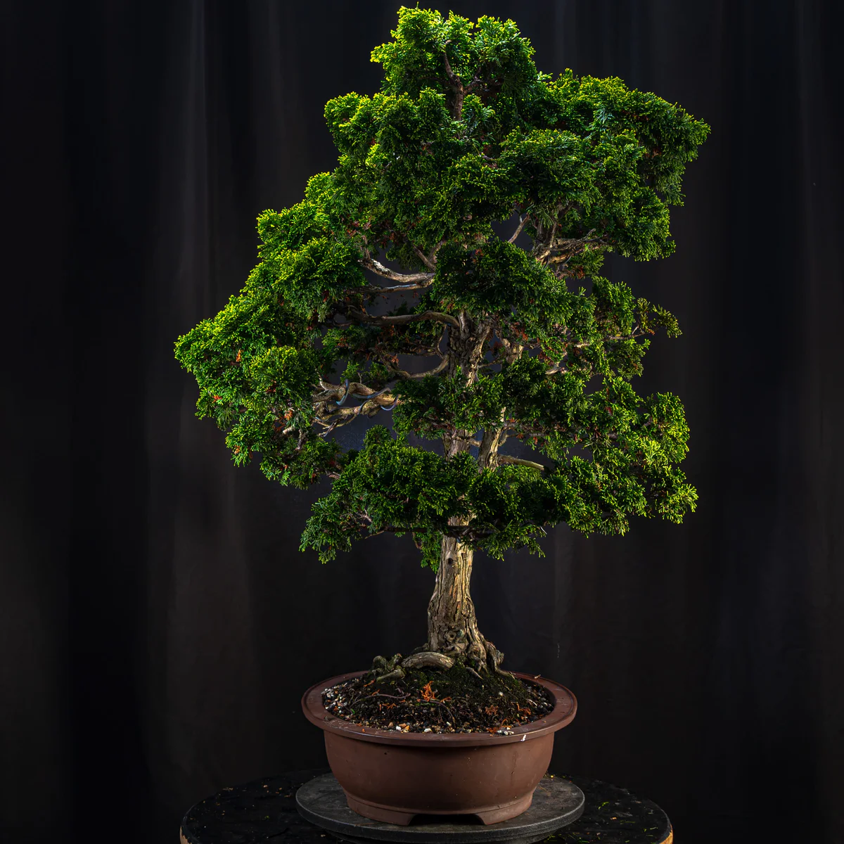 Hinoki Cypress (August 2026)