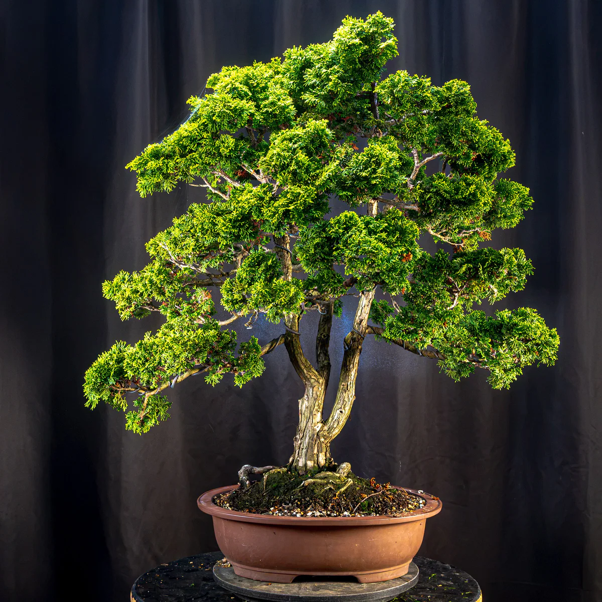 Hinoki Cypress (August 2026)