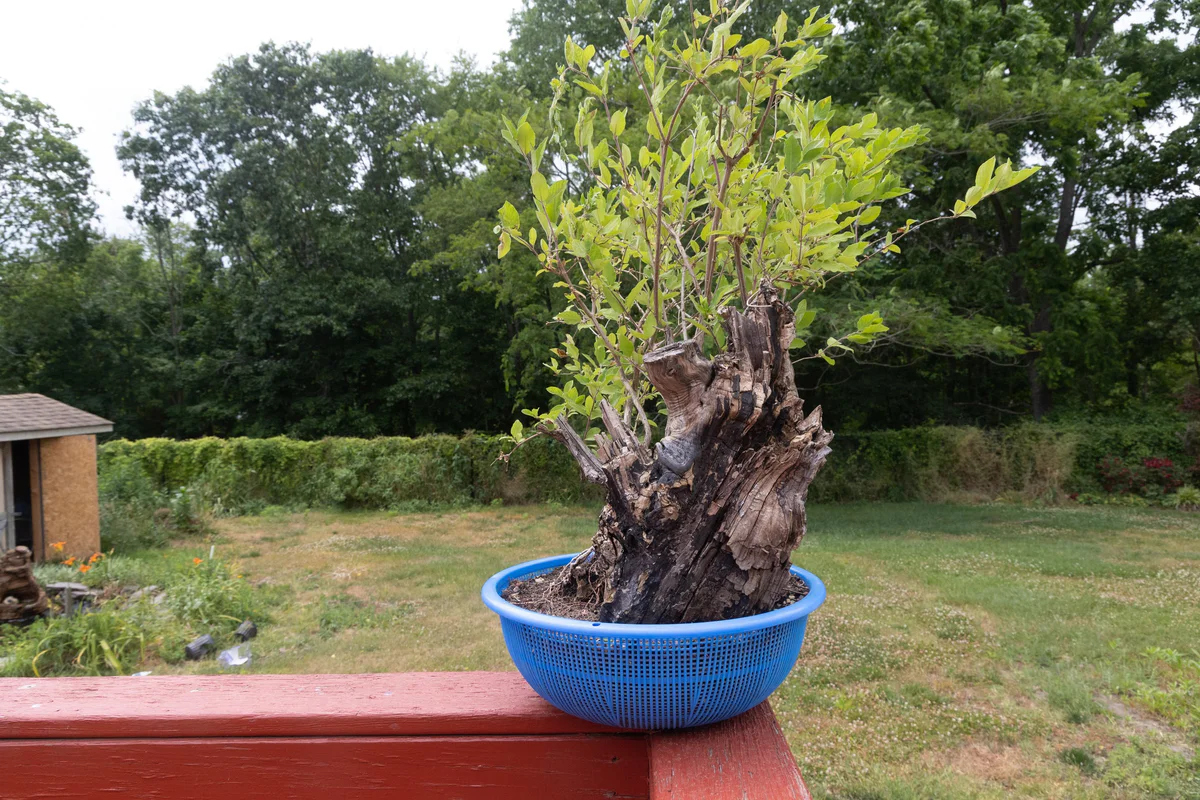 Honeysuckle (large) (June 2023)