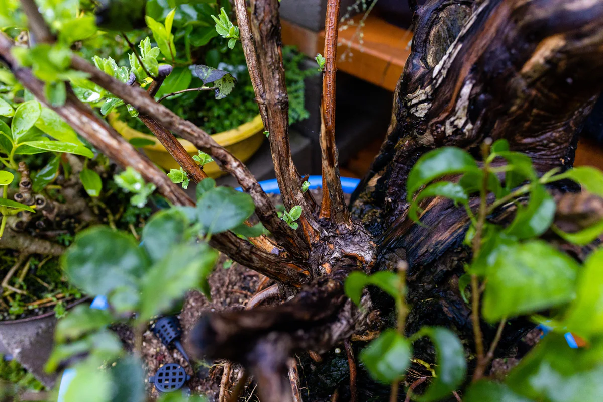 Honeysuckle (large), after pruning, September 2023