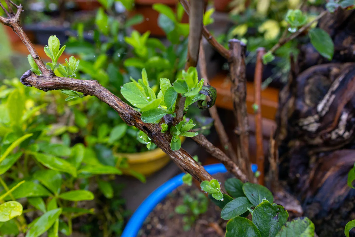 Honeysuckle (large), after pruning, September 2023