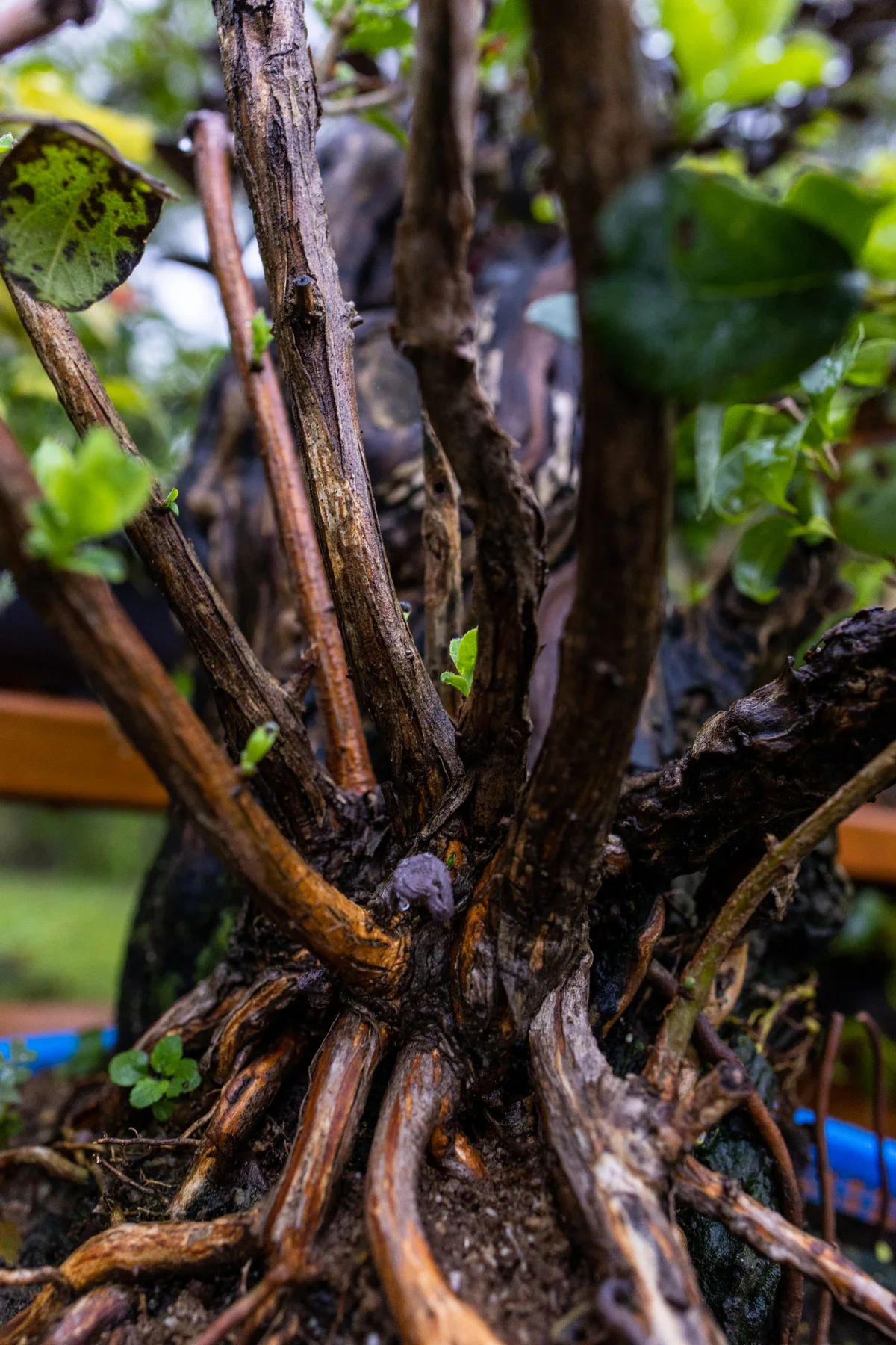 Honeysuckle (large), after pruning, September 2023