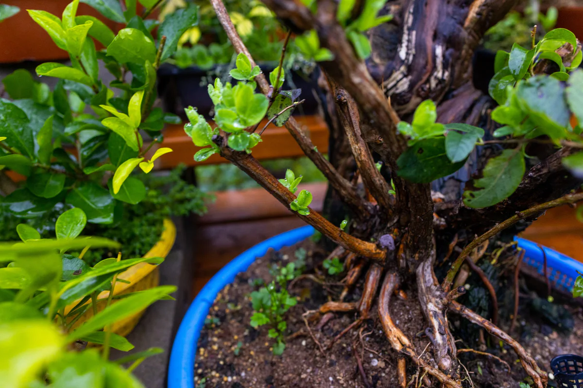 Honeysuckle (large), after pruning, September 2023