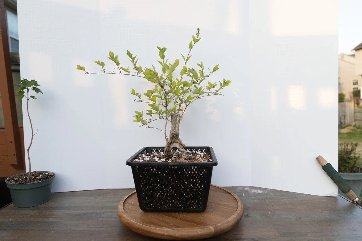 Honeysuckle (small) (June 2023)