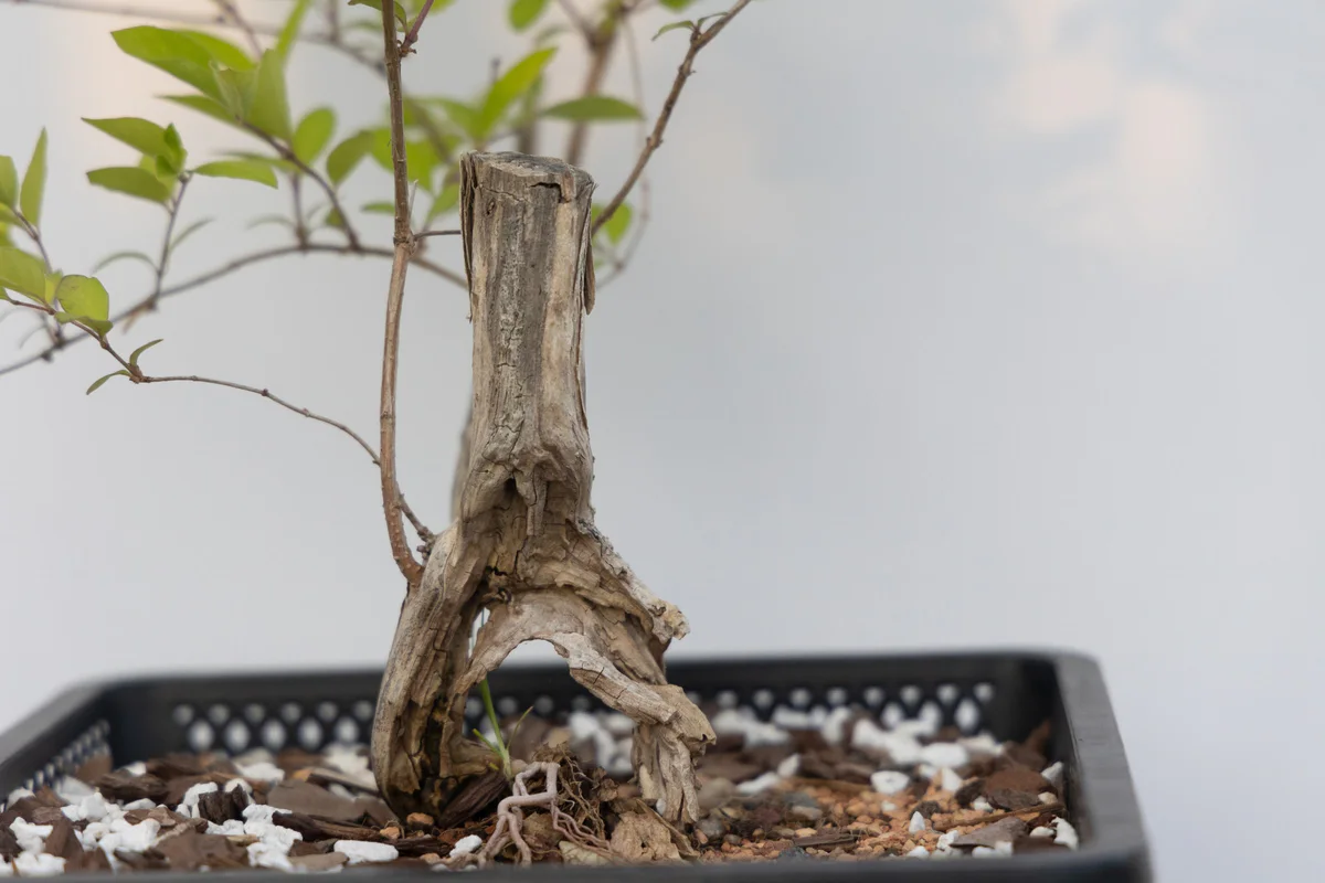 Honeysuckle (small), trunk (June 2023)