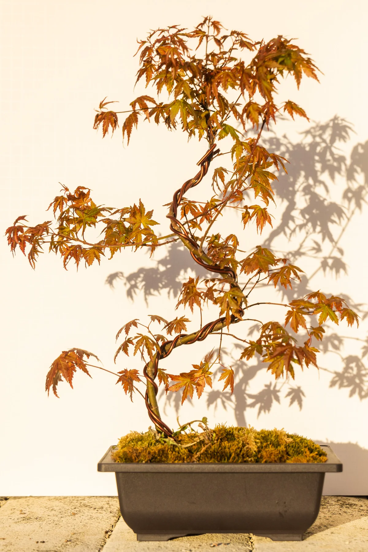 Japanese Maple Seedling (April 2023)